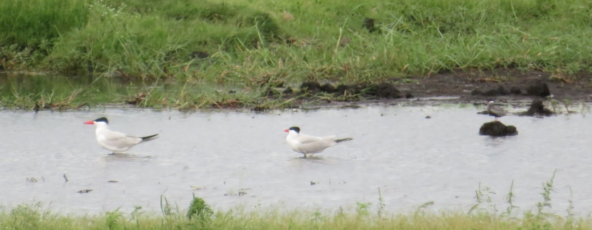 Caspian Tern - ML614811723