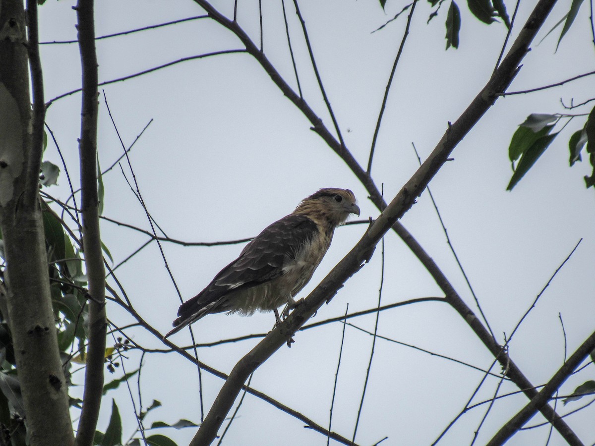 Yellow-headed Caracara - ML614811736