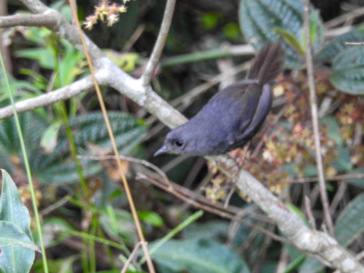 Planalto-Tapaculo - ML614811756