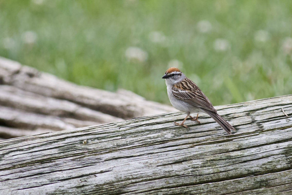 Chipping Sparrow - ML614811840