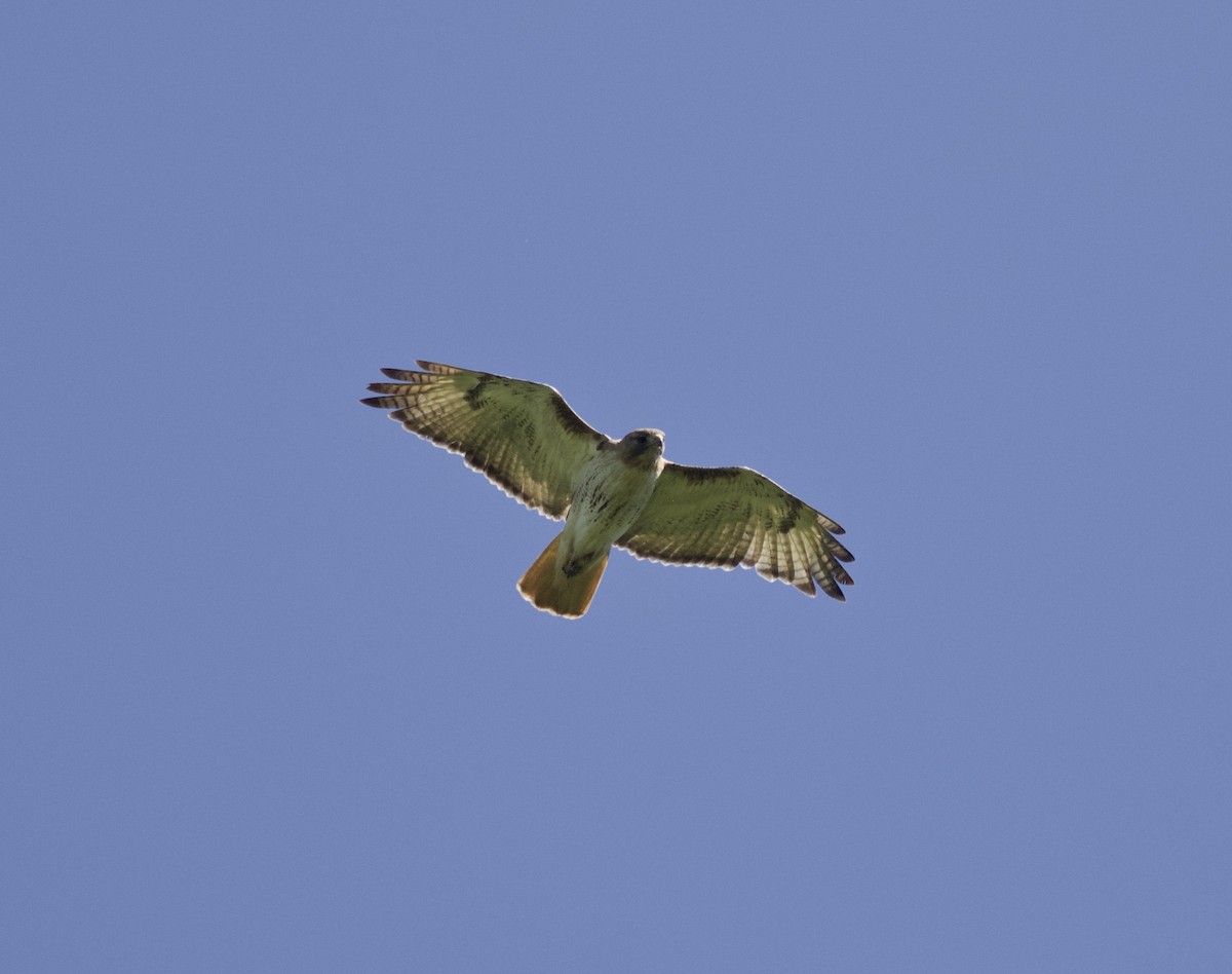 Red-tailed Hawk - ML614811855