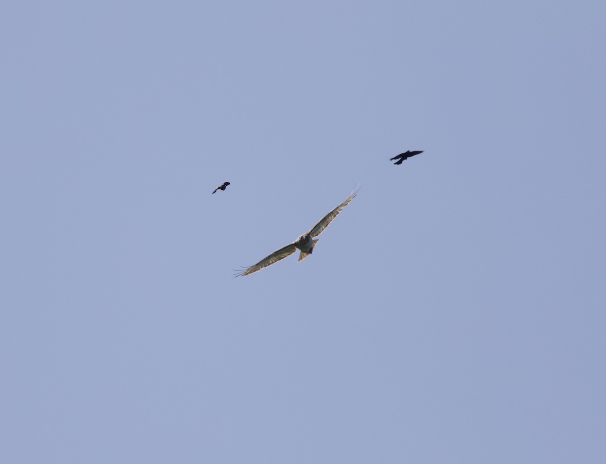 Red-tailed Hawk - ML614811856