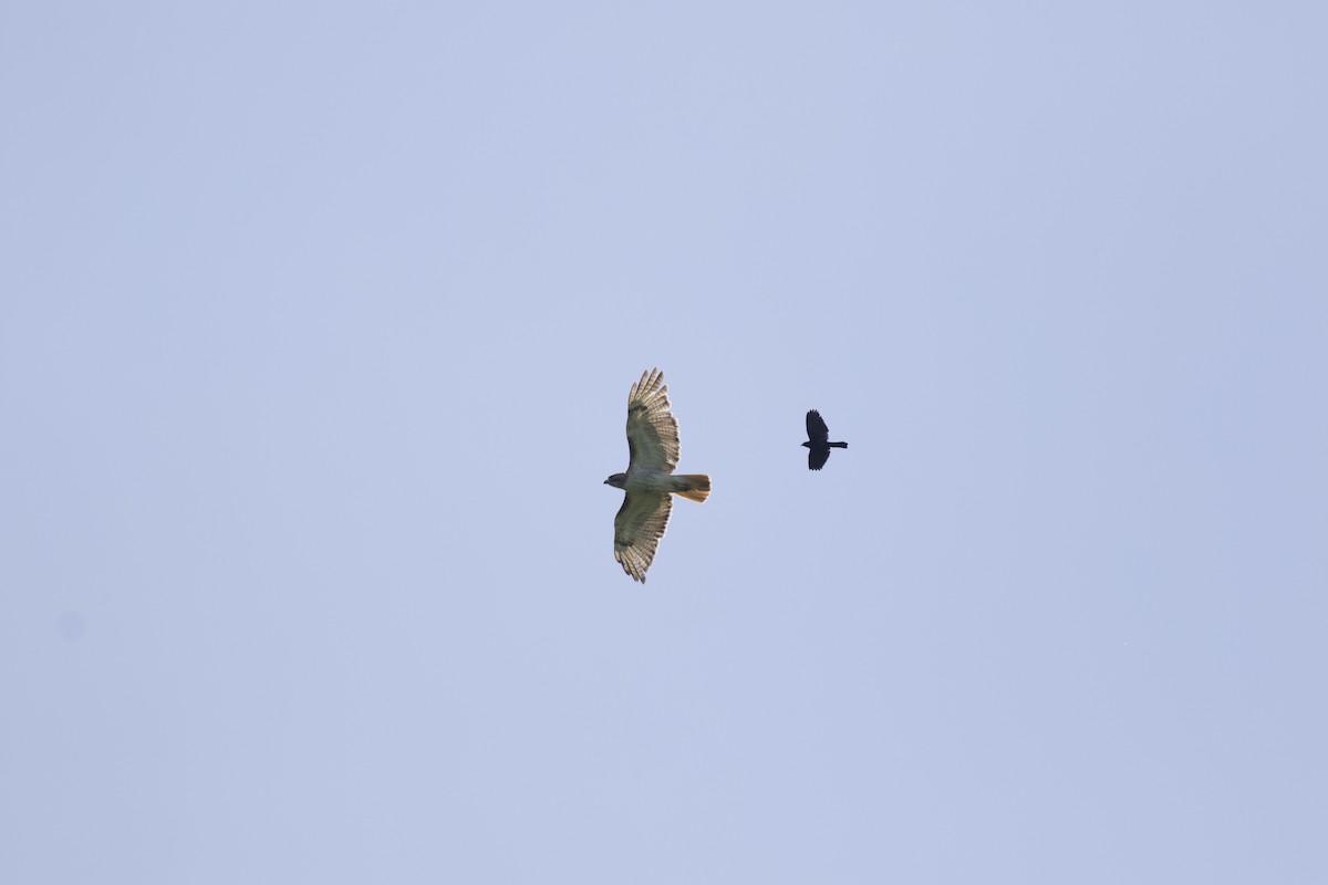 Red-tailed Hawk - ML614811857