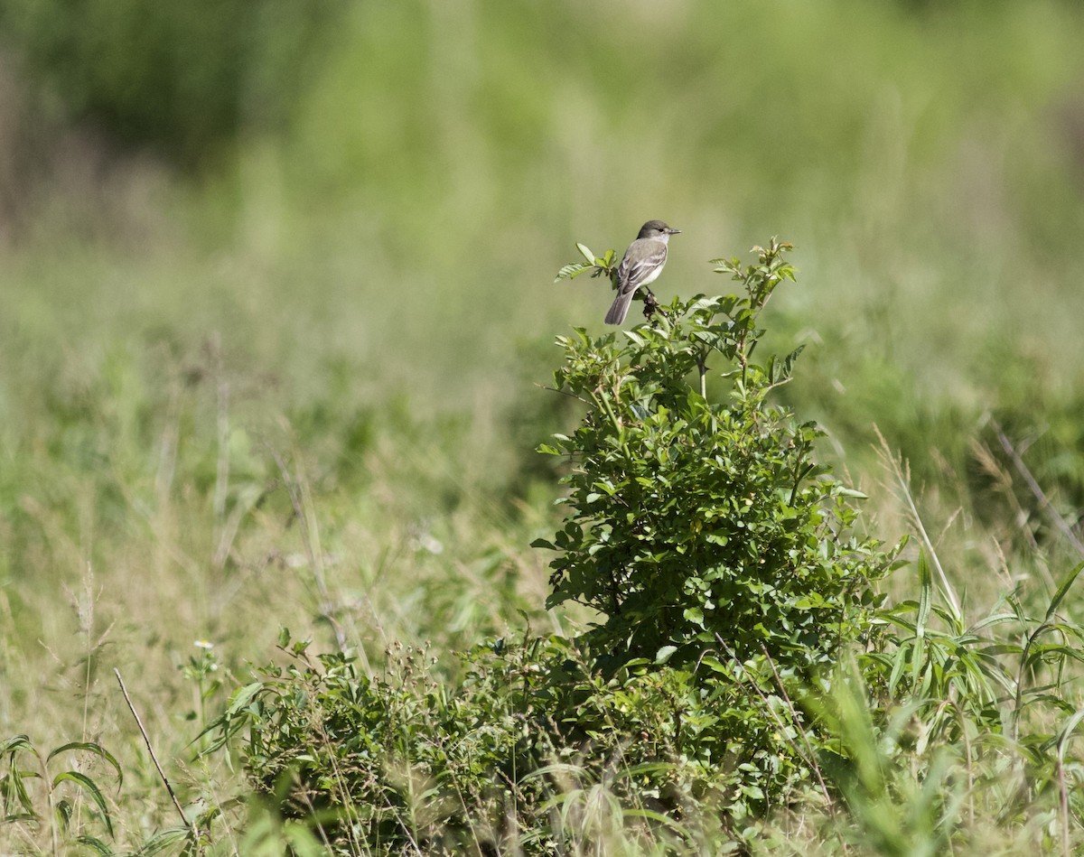 Willow Flycatcher - ML614811866