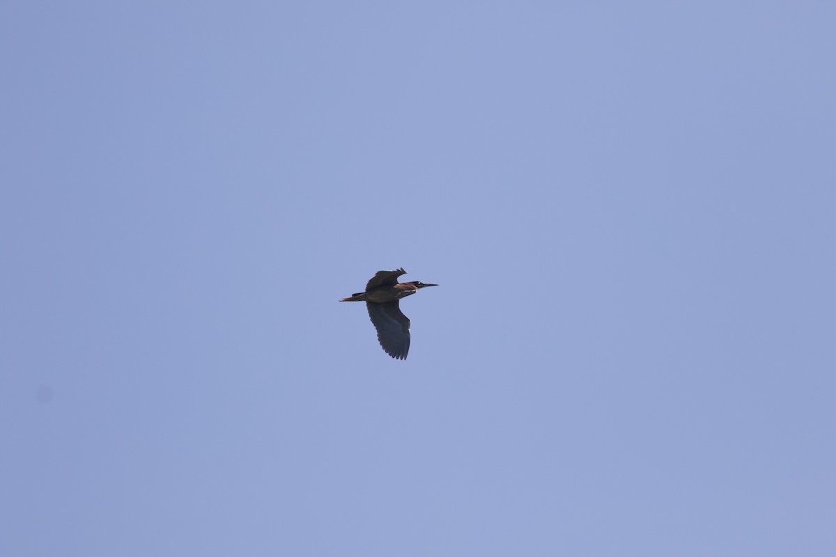 Green Heron - ML614811869