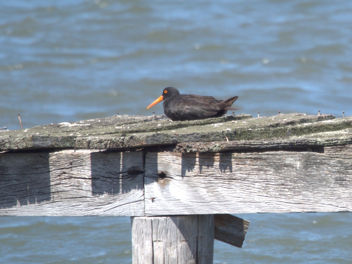 Sooty Oystercatcher - ML614811911