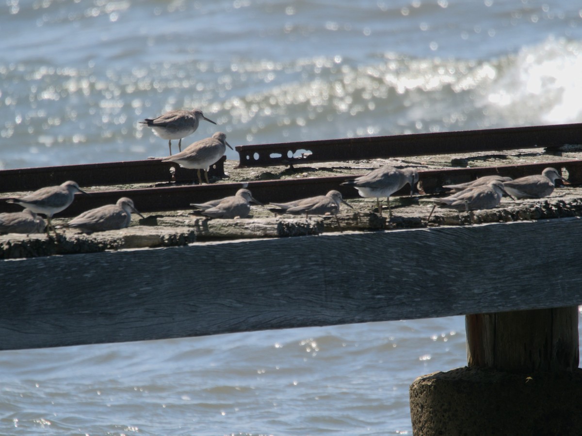 Gray-tailed Tattler - ML614811916