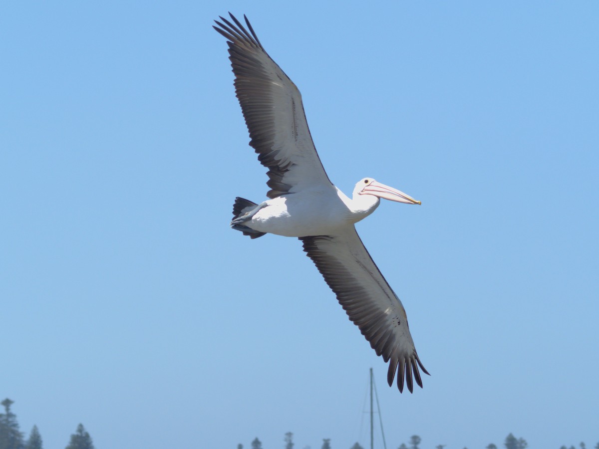 Australian Pelican - ML614811920