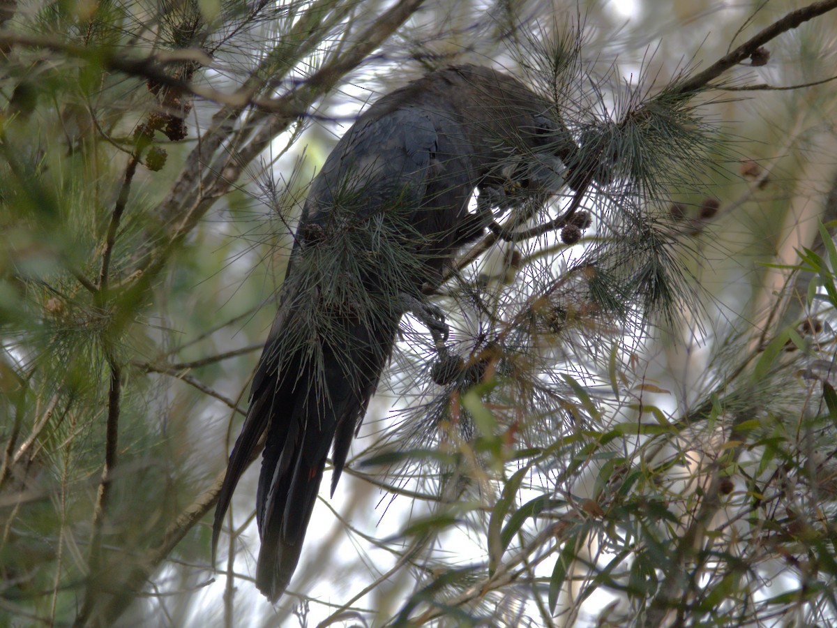 Glossy Black-Cockatoo - ML614811934