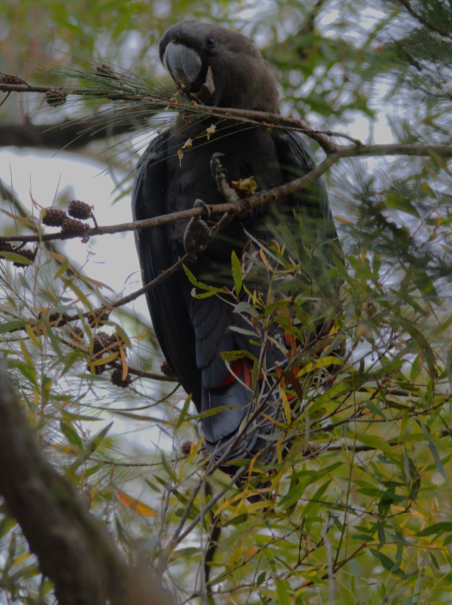 Glossy Black-Cockatoo - ML614811935