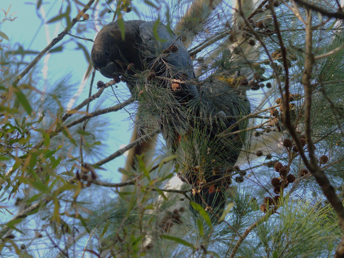 Cacatúa Lustrosa - ML614811937