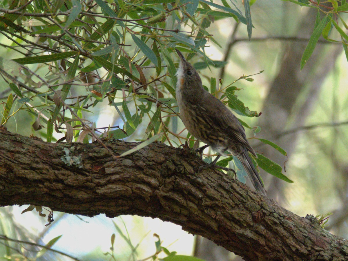 White-throated Treecreeper - ML614811949