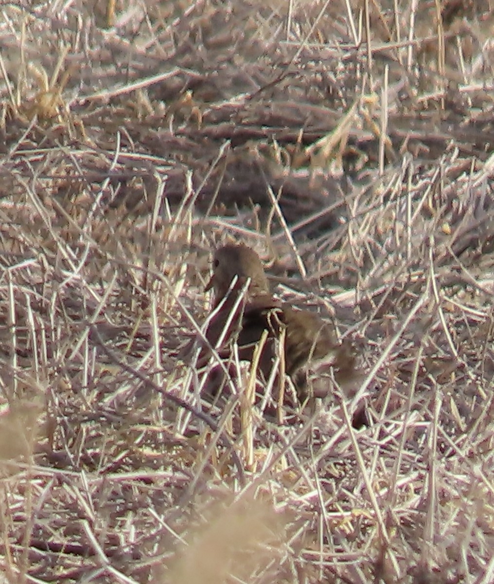 Common Ground Dove - ML614812019