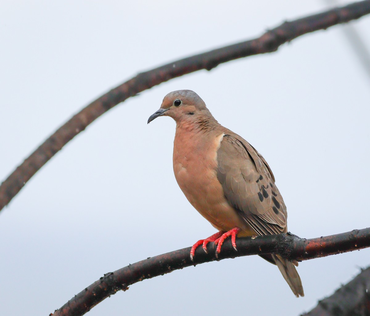 Eared Dove - ML614812071