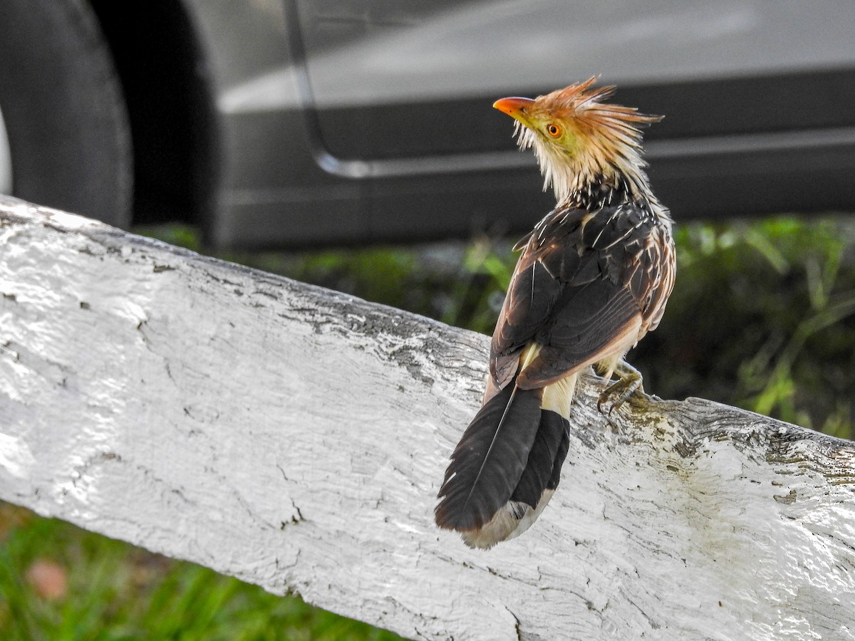 Guira Cuckoo - ML614812082