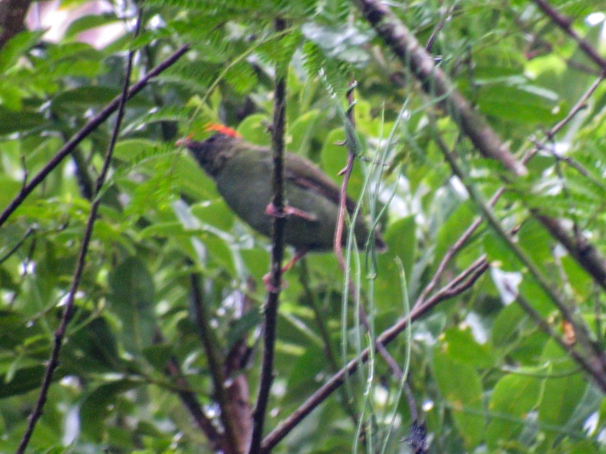 Swallow-tailed Manakin - ML614812209