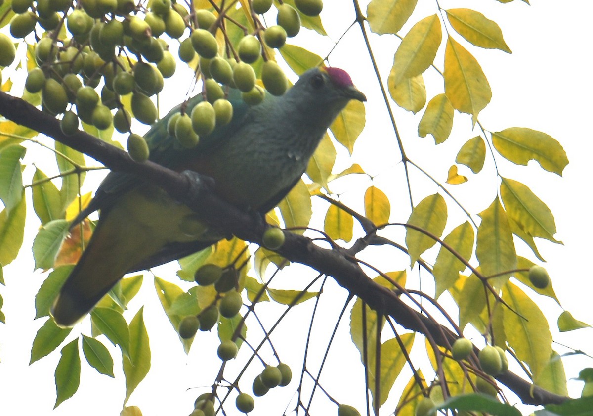 Rose-crowned Fruit-Dove - ML614812210