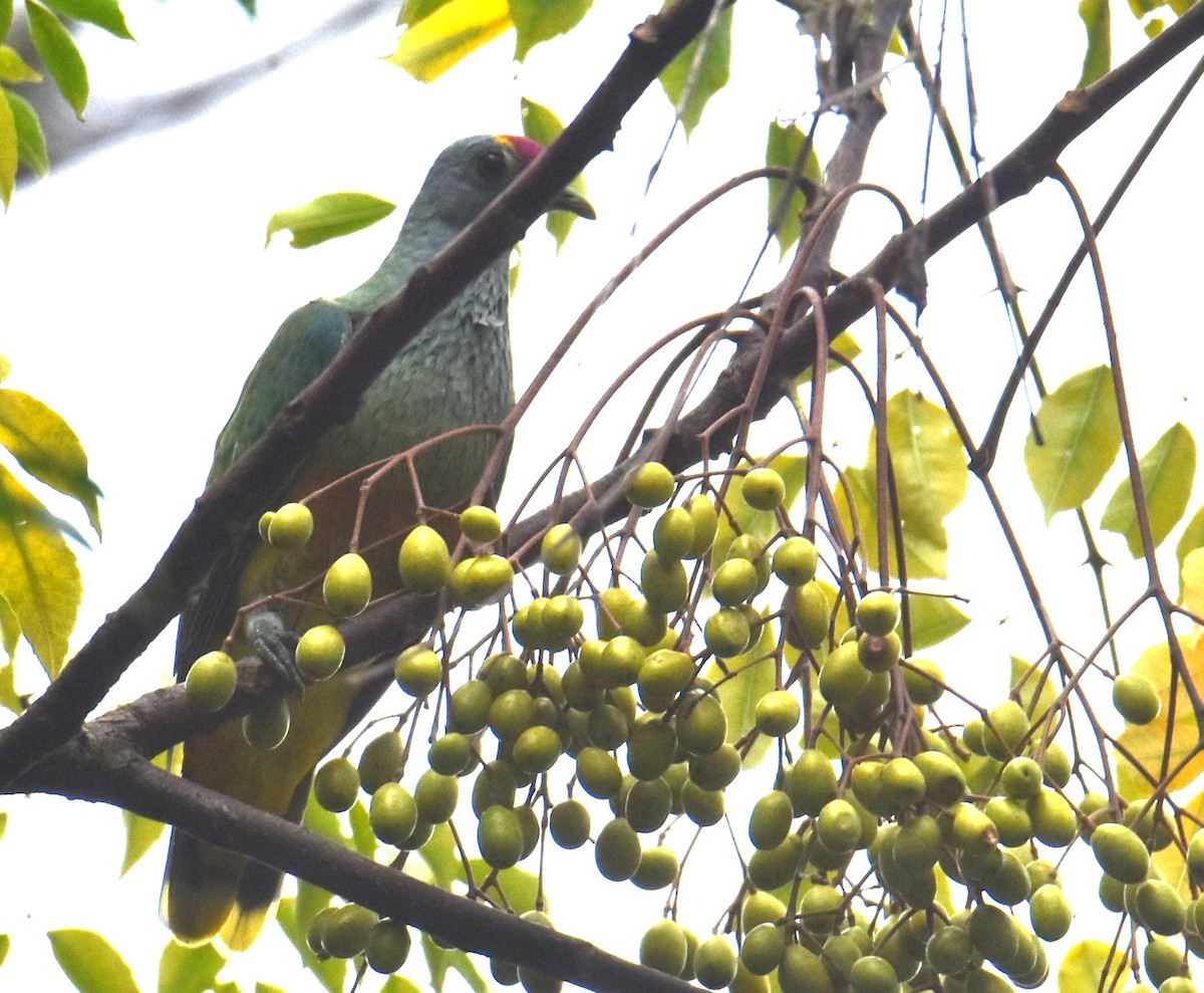 Rose-crowned Fruit-Dove - ML614812211