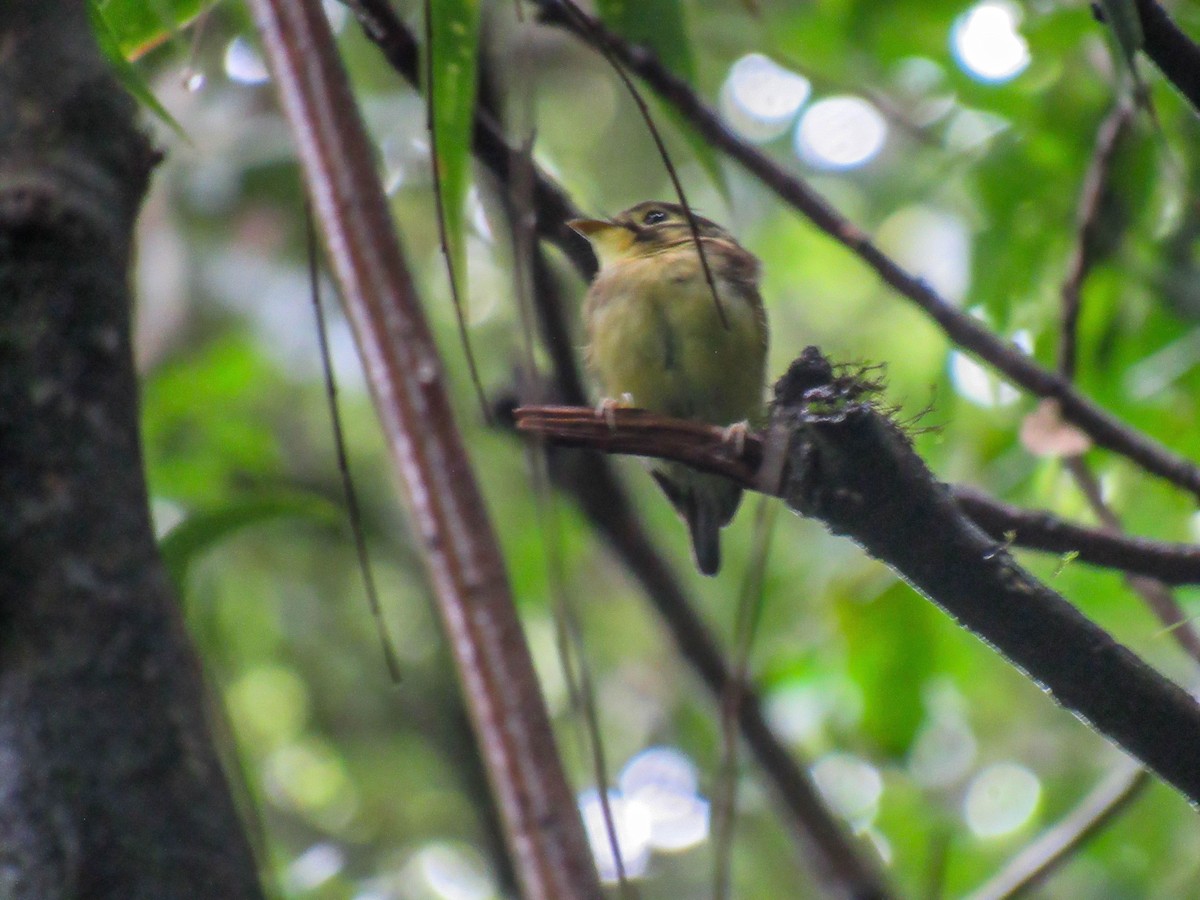 White-throated Spadebill - Luis  Weymar Junior