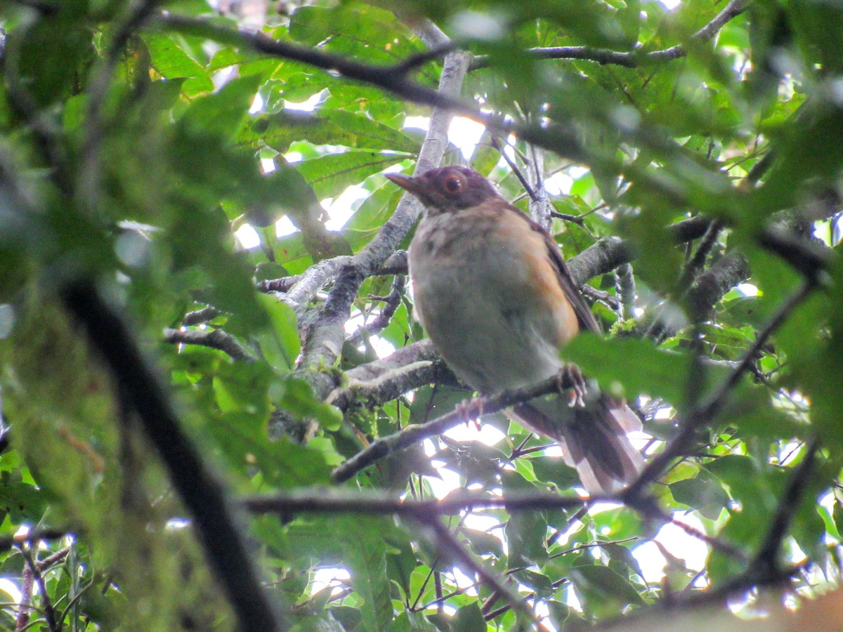 White-necked Thrush - ML614812219