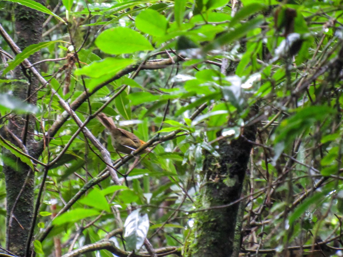 Chestnut-headed Tanager - ML614812226