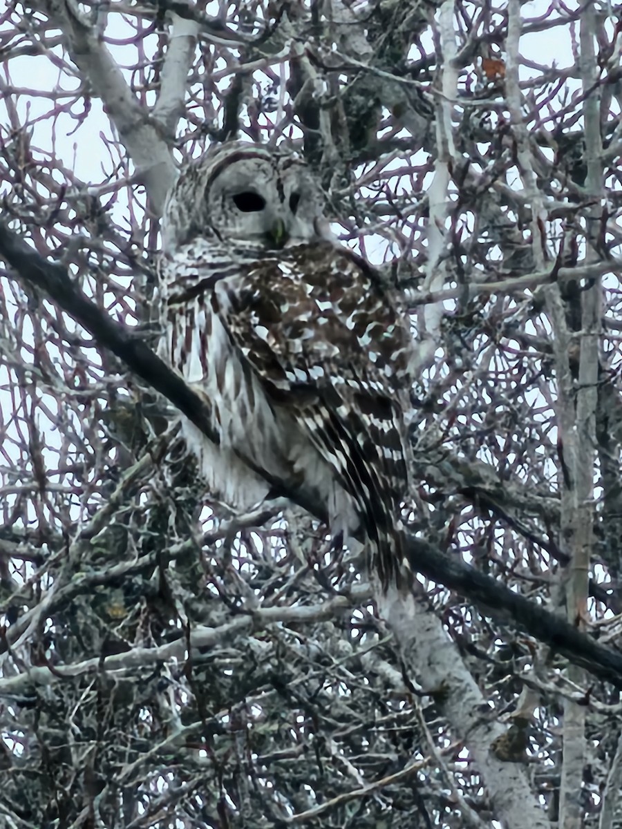 Barred Owl - ML614812229