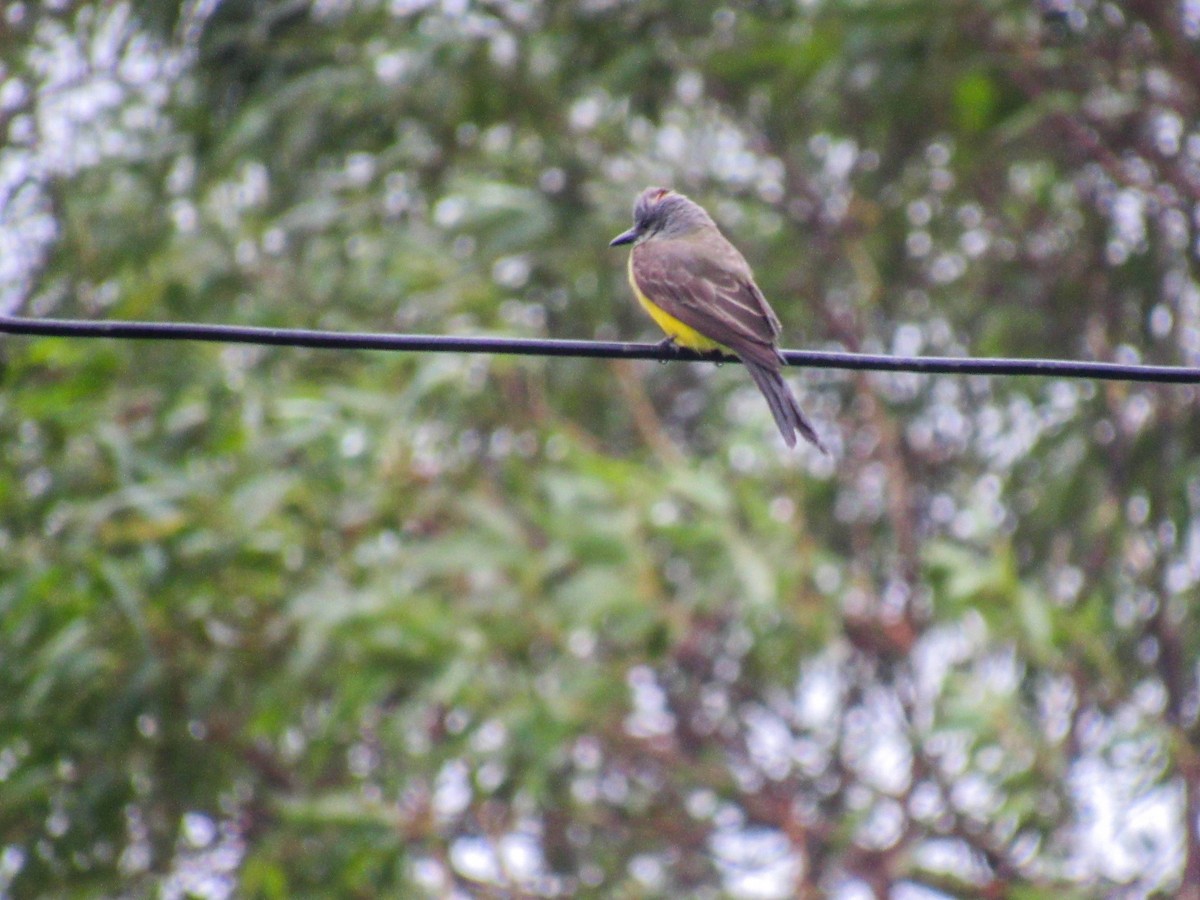 Tropical Kingbird - Luis  Weymar Junior