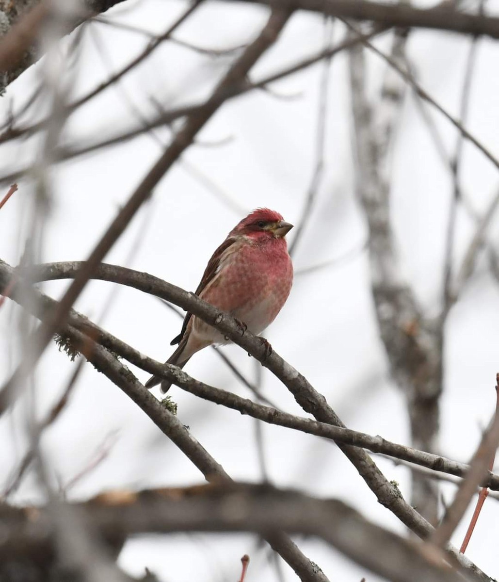 Purple Finch - Cindy Stacy