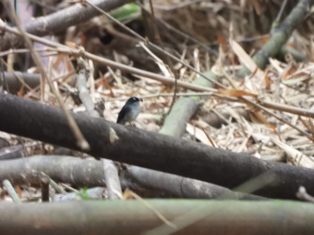 White-browed Forest-Flycatcher - ML614812292