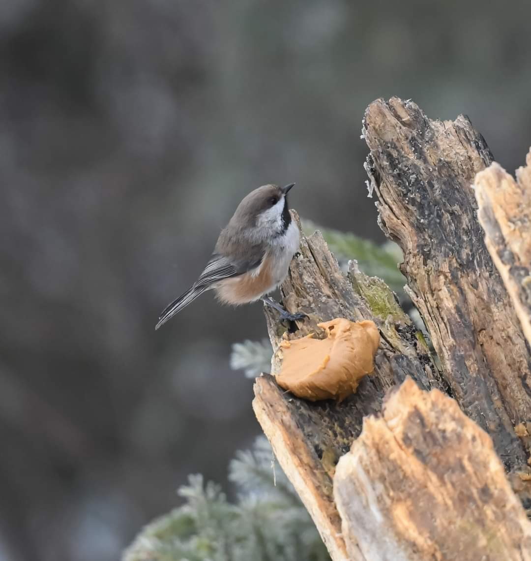 Boreal Chickadee - Cindy Stacy