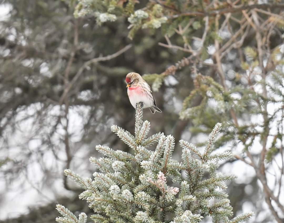Common Redpoll - Cindy Stacy