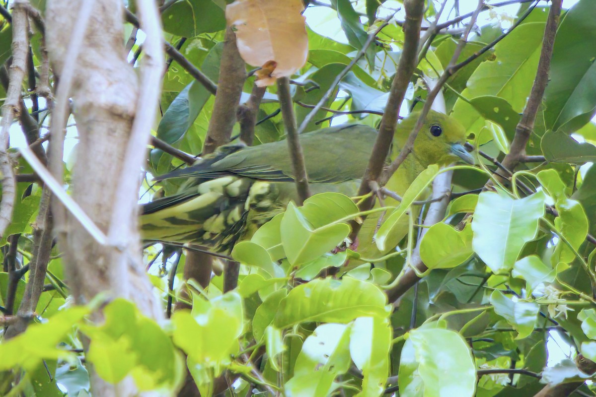 Wedge-tailed Green-Pigeon - ML614812378