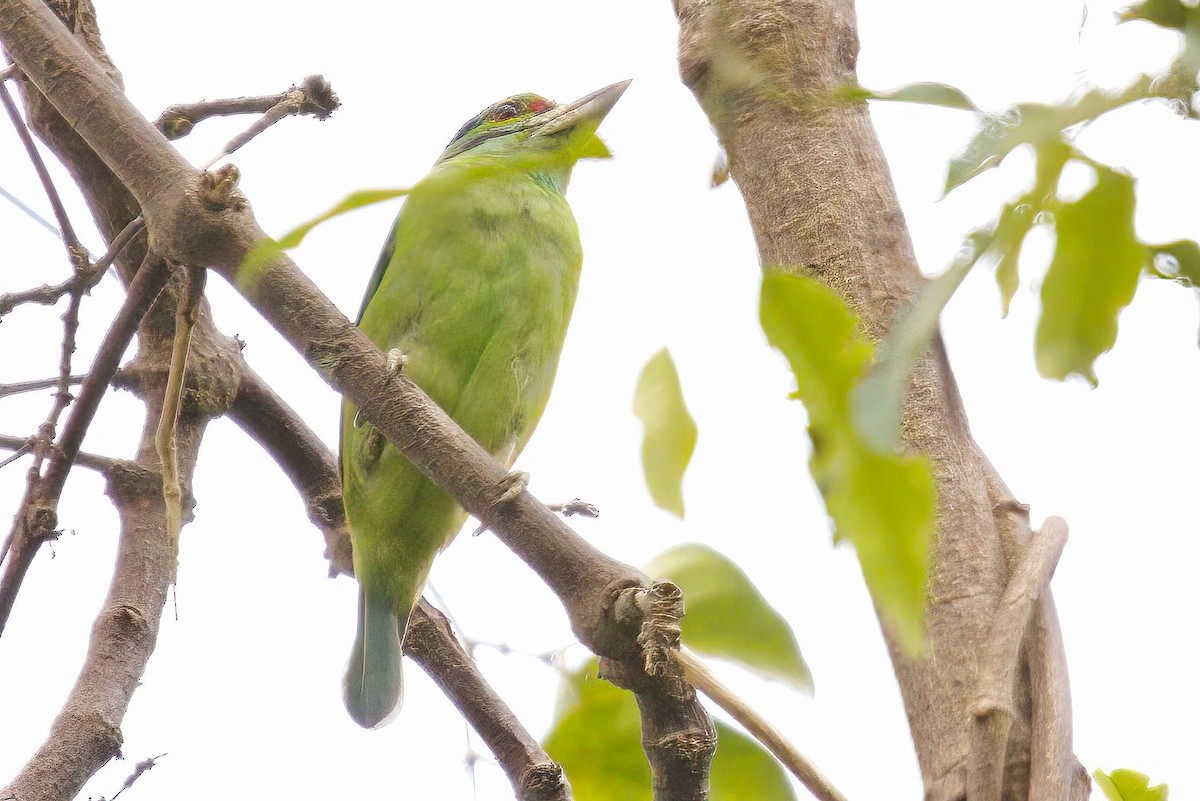 barbet černovousý - ML614812381