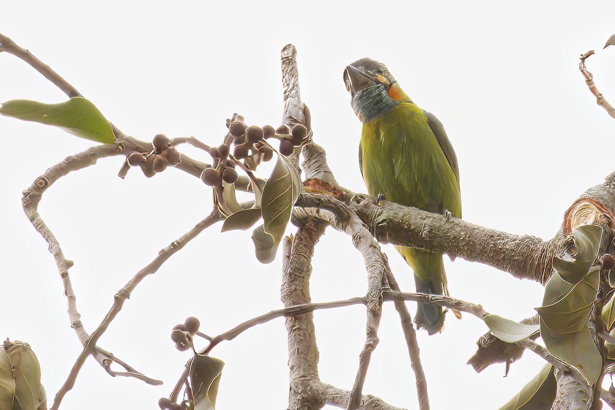 Blue-eared Barbet - ML614812386