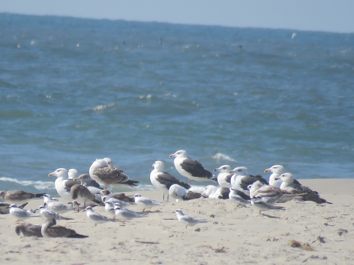 Great Black-backed Gull - ML614812388