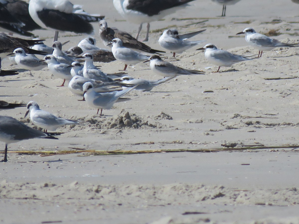 Great Black-backed Gull - ML614812389