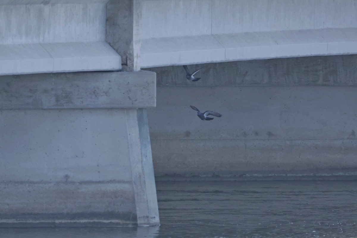 Rock Pigeon (Feral Pigeon) - Anonymous