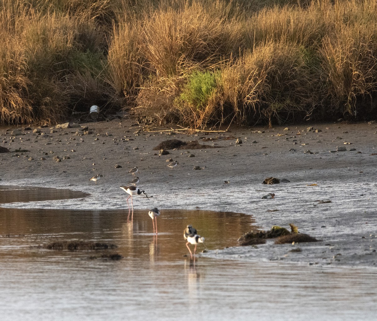 Semipalmated Plover - ML614812502