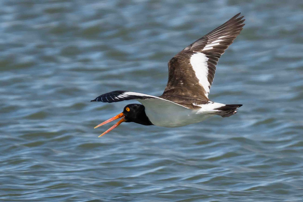 American Oystercatcher - ML614812542