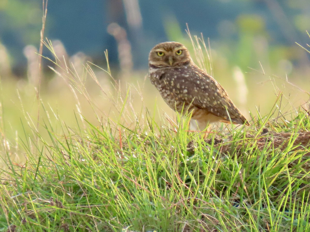 Burrowing Owl - ML614812561