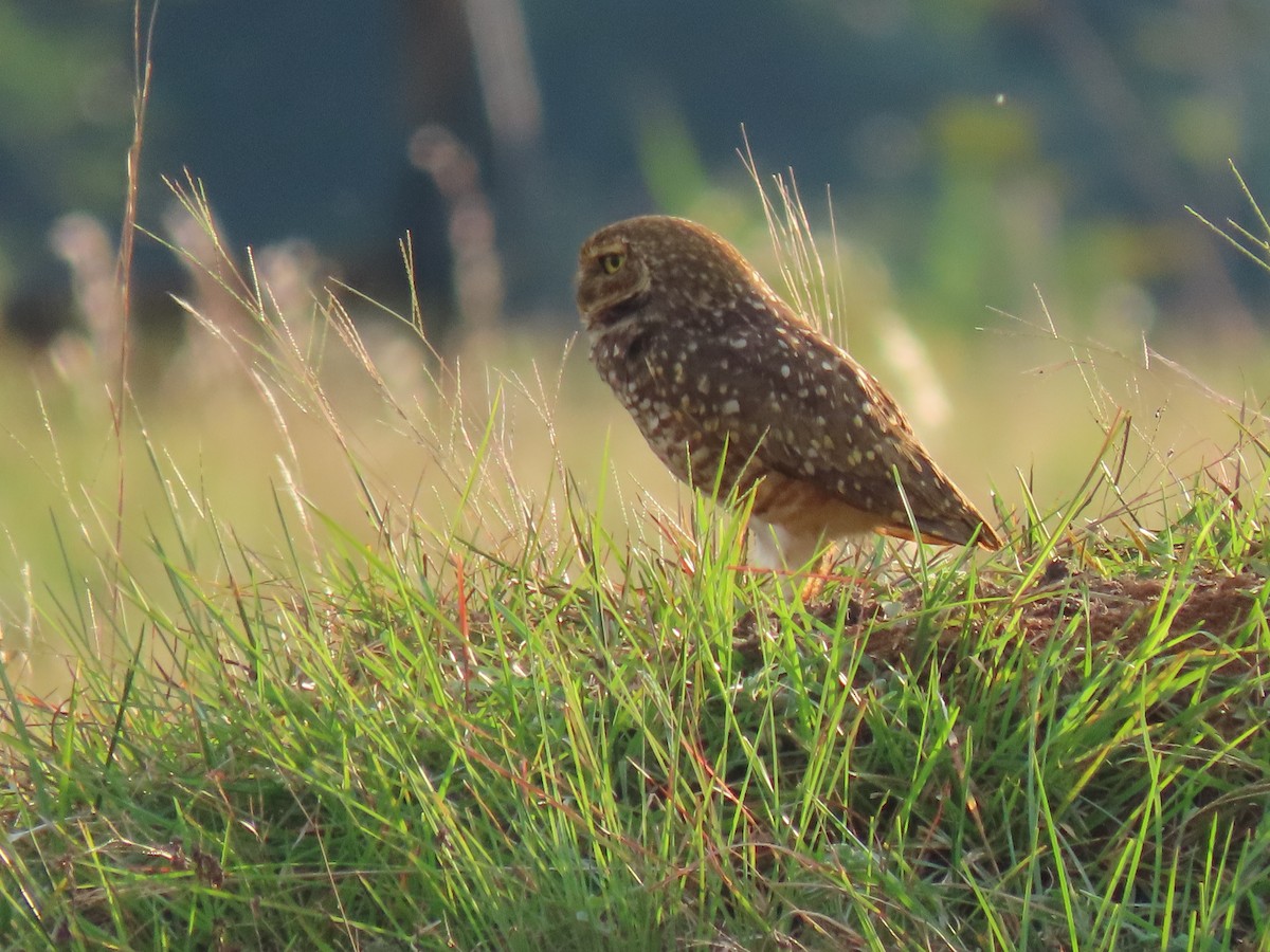 Burrowing Owl - ML614812564