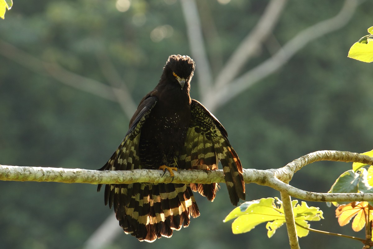 Águila Negra - ML614812748