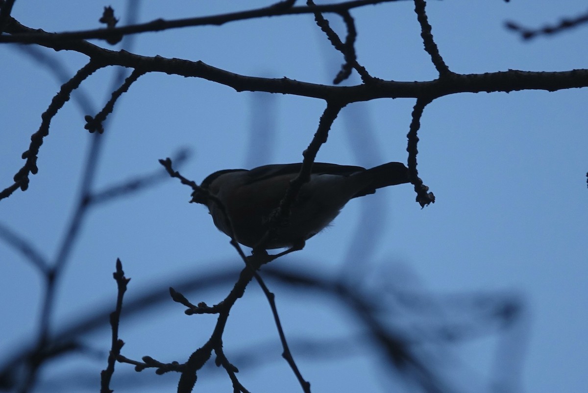 Eurasian Bullfinch - ML614812785