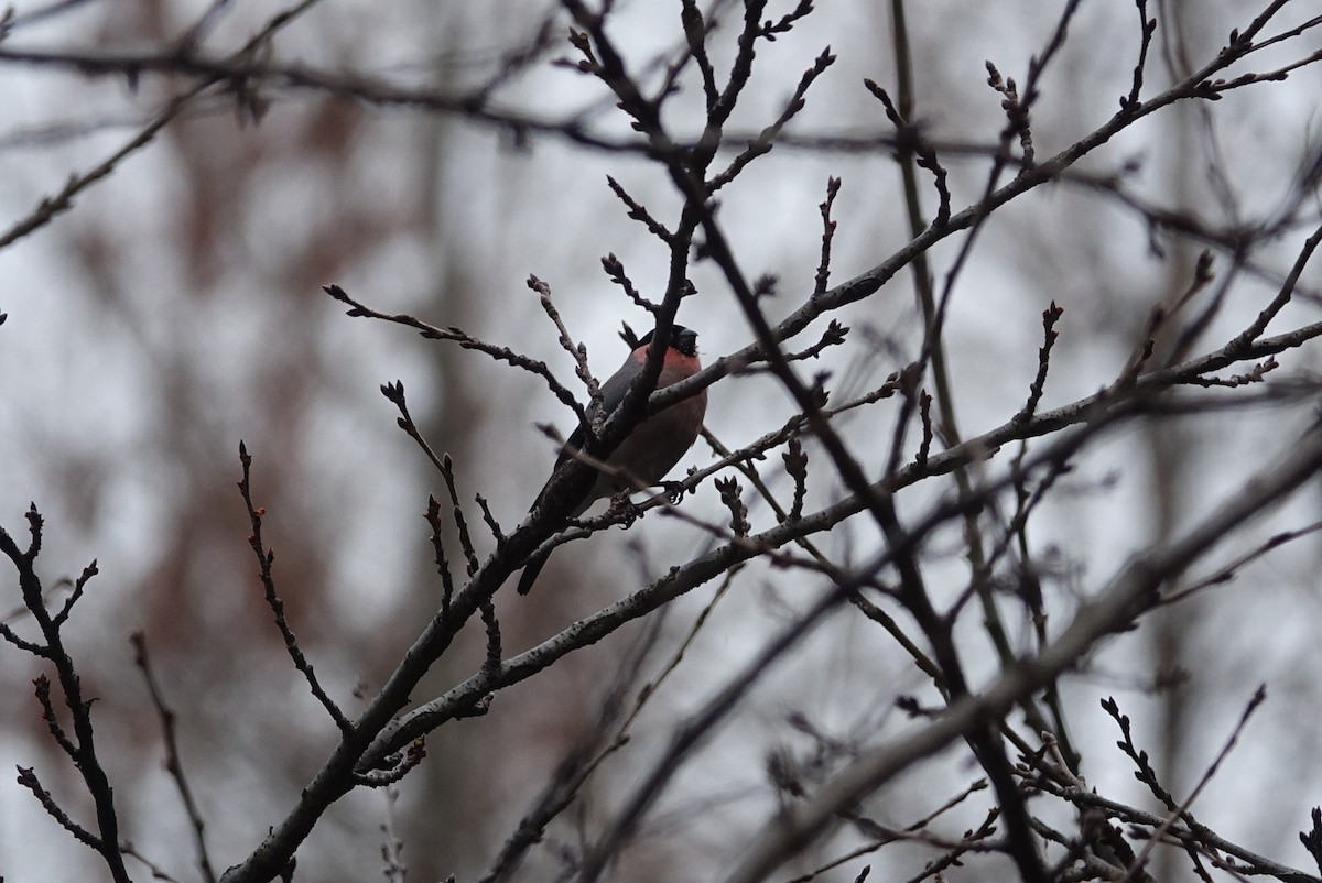 Eurasian Bullfinch - ML614812786