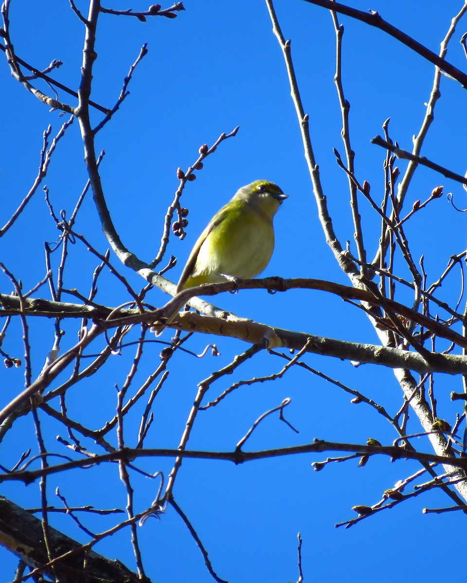 White-eyed Vireo - ML614812796