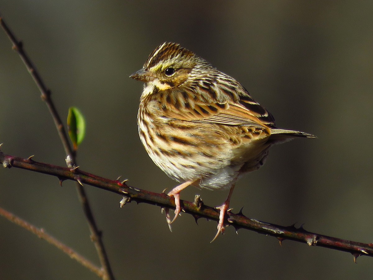 Savannah Sparrow - ML614812798