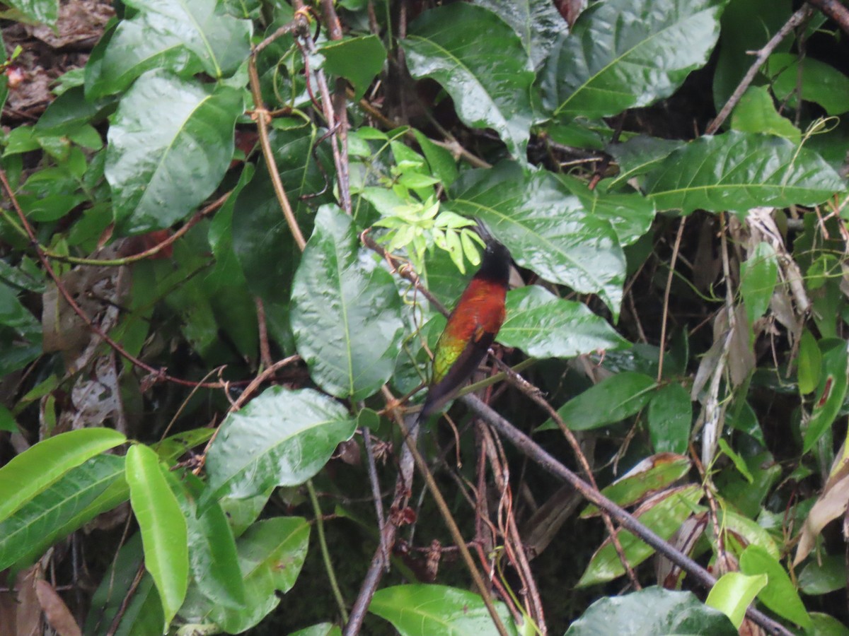 Colibrí Ígneo - ML614812858