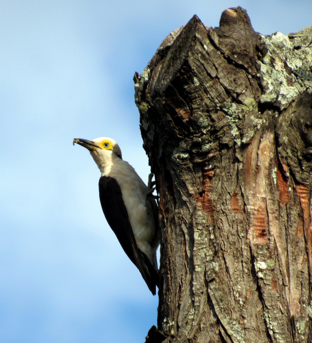 White Woodpecker - ML614812995