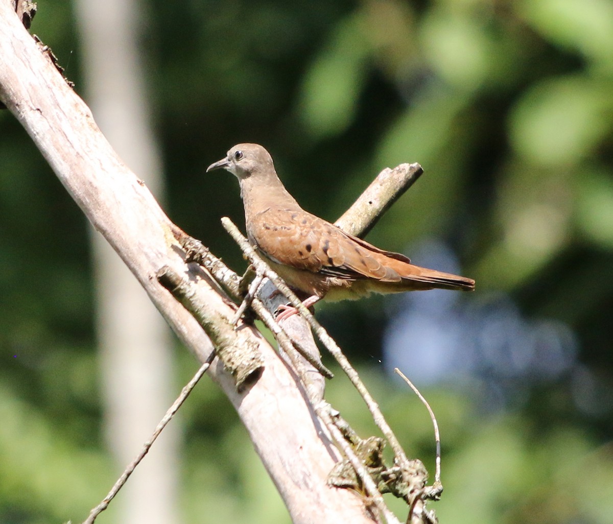 Ruddy Ground Dove - ML614813041