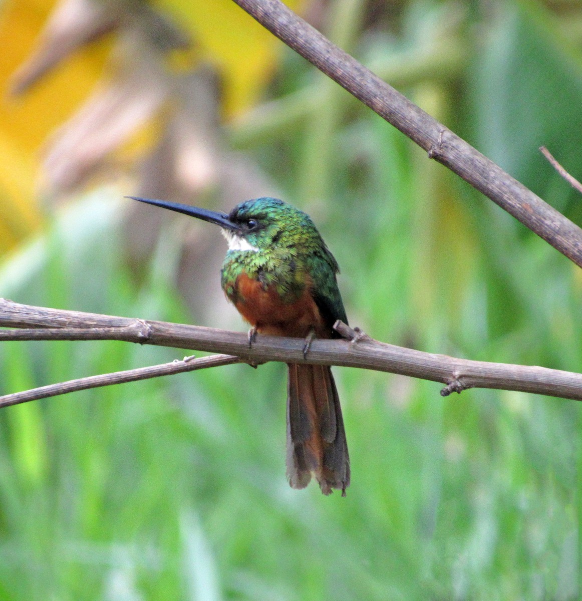 Rufous-tailed Jacamar - ML614813079